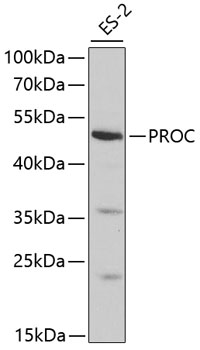 Western blot - PROC Polyclonal Antibody 
