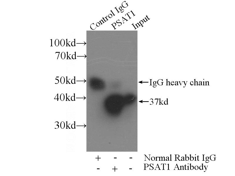 IP Result of anti-PSAT1 (IP:Catalog No:114294, 3ug; Detection:Catalog No:114294 1:300) with HeLa cells lysate 2480ug.
