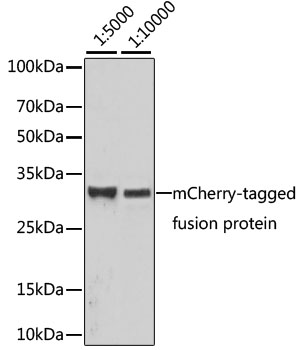 Western blot - Mouse anti mCherry-Tag mAb 