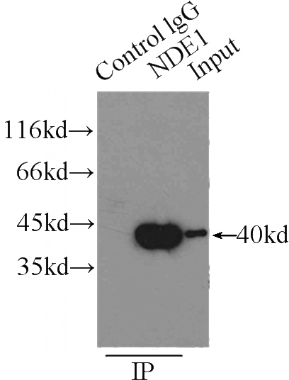 IP Result of anti-NDE1 (IP:Catalog No:113053, 3ug; Detection:Catalog No:113053 1:1500) with HEK-293 cells lysate 4500ug.