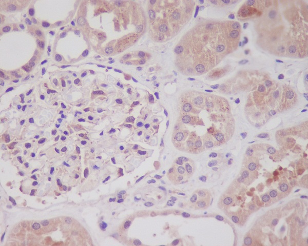 Immunohistochemical analysis of paraffin-embedded human kidney, using Nrf2 Antibody.