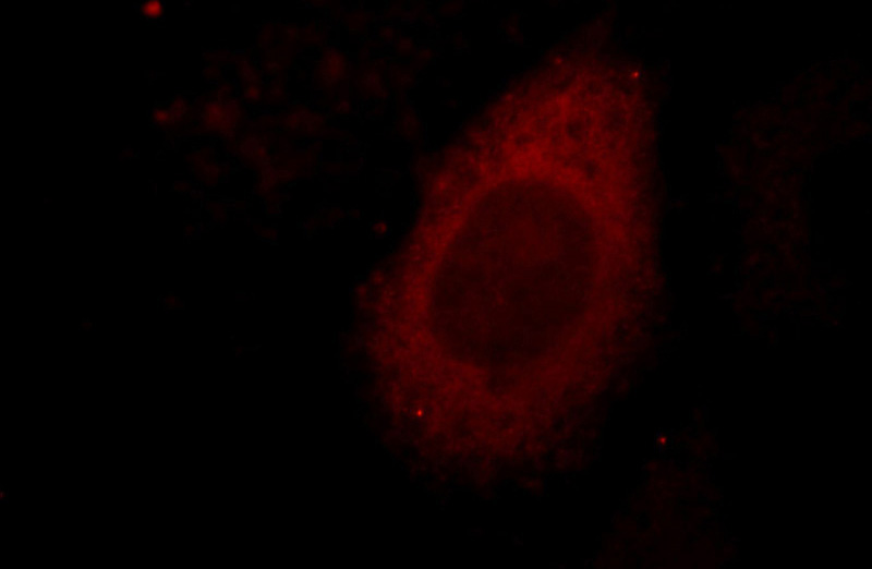Immunofluorescent analysis of HepG2 cells, using C1QTNF1 antibody Catalog No:109732 at 1:25 dilution and Rhodamine-labeled goat anti-rabbit IgG (red).
