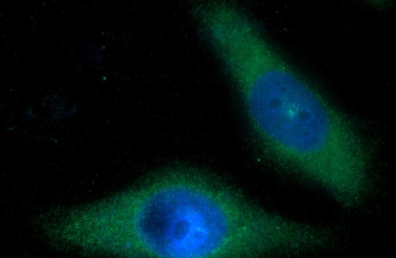 Immunofluorescent analysis of HeLa cells using Catalog No:110916(G-CSF Antibody) at dilution of 1:25 and Alexa Fluor 488-congugated AffiniPure Goat Anti-Rabbit IgG(H+L)