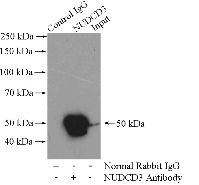 IP Result of anti-NudCL (IP:Catalog No:113353, 4ug; Detection:Catalog No:113353 1:800) with mouse brain tissue lysate 4000ug.