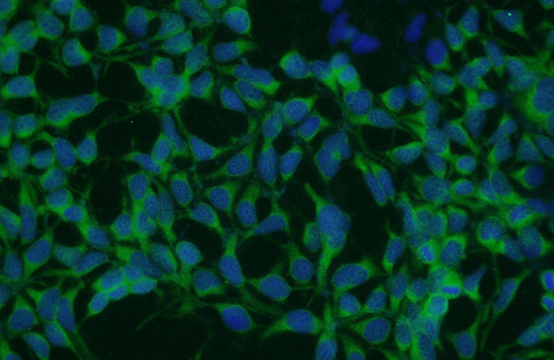Immunofluorescent analysis of HEK-293 cells using Catalog No:116346(TRAPPC9,NIBP Antibody) at dilution of 1:50 and Alexa Fluor 488-congugated AffiniPure Goat Anti-Rabbit IgG(H+L)