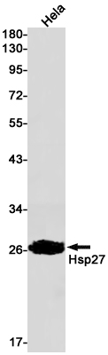 Western blot detection of Hsp27 in Hela cell lysates using Hsp27 Rabbit pAb(1:1000 diluted).Predicted band size:23kDa.Observed band size:27kDa.