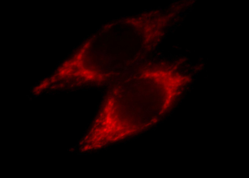 Immunofluorescent analysis of MCF-7 cells, using NDUFA4L2 antibody Catalog No: at 1:25 dilution and Rhodamine-labeled goat anti-mouse IgG (red).