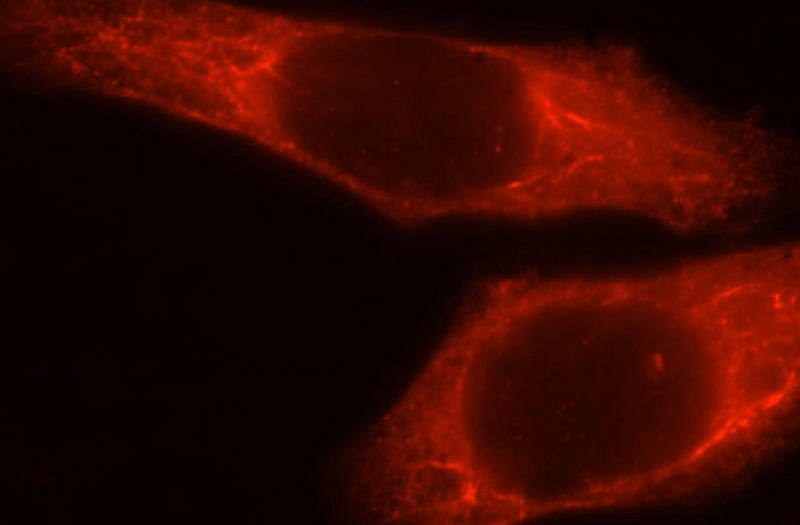 Immunofluorescent analysis of HepG2 cells, using GIMAP7 antibody Catalog No:110975 at 1:25 dilution and Rhodamine-labeled goat anti-rabbit IgG (red).
