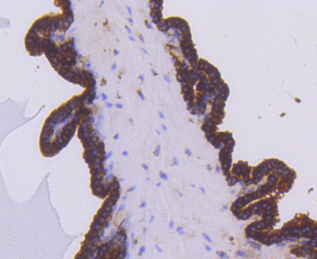 Immunohistochemistry - EGLN2 Monoclonal Antibody 