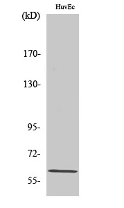Fig1:; Western Blot analysis of various cells using CCDC102B Polyclonal Antibody diluted at 1: 1000