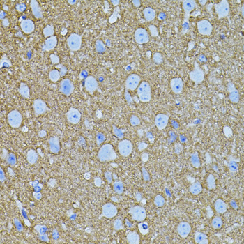 Immunohistochemistry - STX1A Polyclonal Antibody 