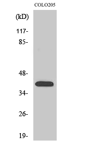 Fig1:; Western Blot analysis of various cells using Olfactory receptor 4A16 Polyclonal Antibody