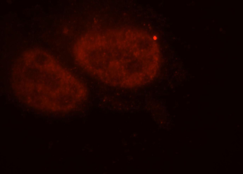 Immunofluorescent analysis of HepG2 cells, using KPNA1 antibody Catalog No:112112 at 1:25 dilution and Rhodamine-labeled goat anti-rabbit IgG (red).