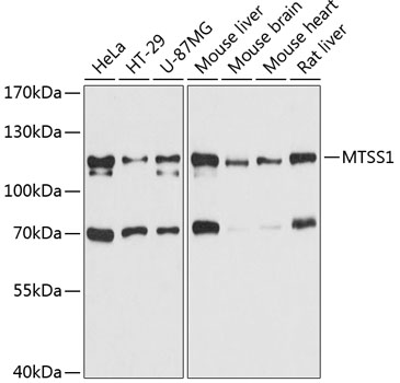 Western blot - MTSS1 Polyclonal Antibody 