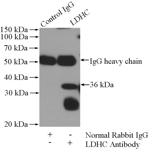 IP Result of anti-LDHC (IP:Catalog No:112186, 4ug; Detection:Catalog No:112186 1:500) with mouse testis tissue lysate 2400ug.