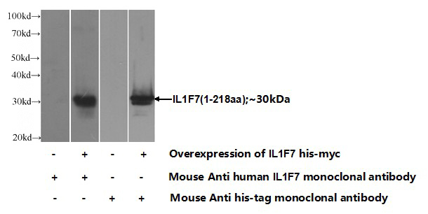 Transfected HEK-293 cells were subjected to SDS PAGE followed by western blot with Catalog No:107400(IL1F7 Antibody) at dilution of 1:2000