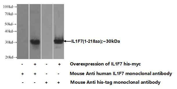 Transfected HEK-293 cells were subjected to SDS PAGE followed by western blot with Catalog No:107400(IL1F7 Antibody) at dilution of 1:2000