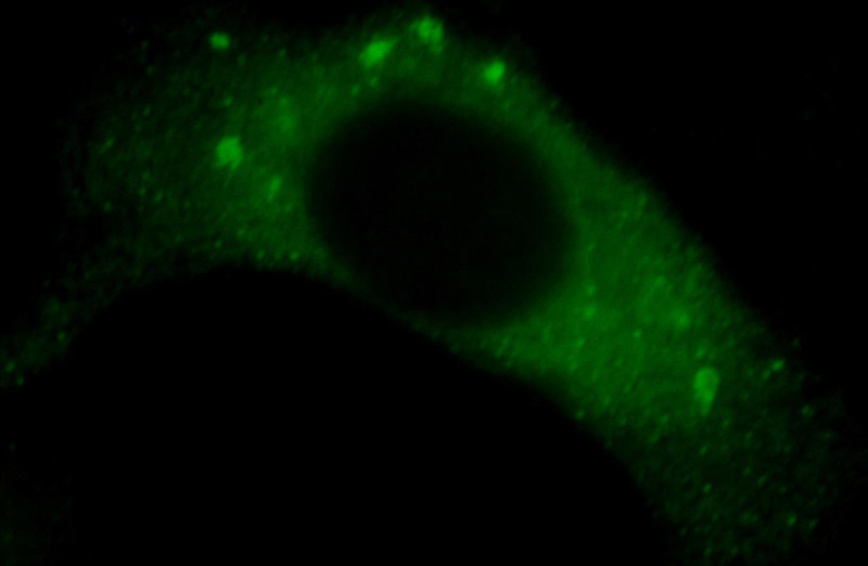Immunofluorescent analysis of Hela cells, using C14orf133 antibody Catalog No:116756 at 1:25 dilution and FITC- labeled FITC-Donkey anti-Rabbit IgG (green).