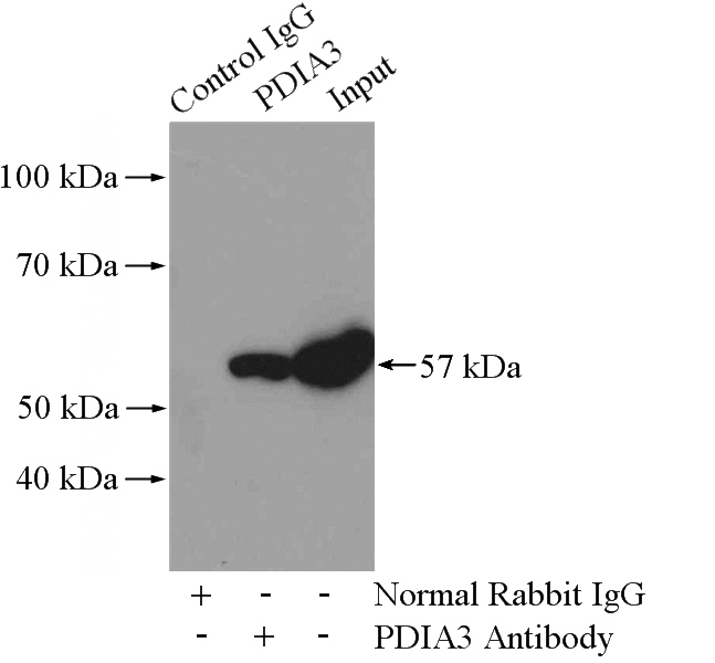 IP Result of anti-PDIA3 (IP:Catalog No:110374, 4ug; Detection:Catalog No:110374 1:2000) with mouse liver tissue lysate 4000ug.