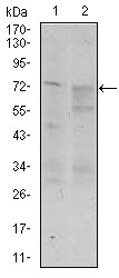 Western blot analysis using CD55 mouse mAb against Raji (1) and K562 (2) cell lysate.