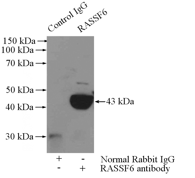 IP Result of anti-RASSF6 (IP:Catalog No:114483, 4ug; Detection:Catalog No:114483 1:500) with HepG2 cells lysate 2400ug.