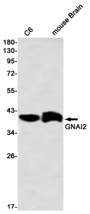 Western blot detection of GNAI2 in C6,mouse Brain using GNAI2 Rabbit mAb(1:1000 diluted)