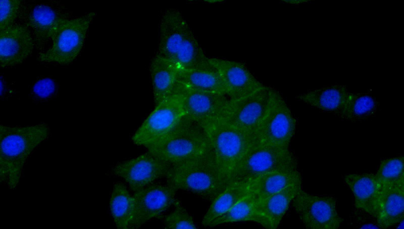 Immunofluorescent analysis of HepG2 cells using Catalog No:108534(BST2 Antibody) at dilution of 1:50 and Alexa Fluor 488-congugated AffiniPure Goat Anti-Rabbit IgG(H+L)