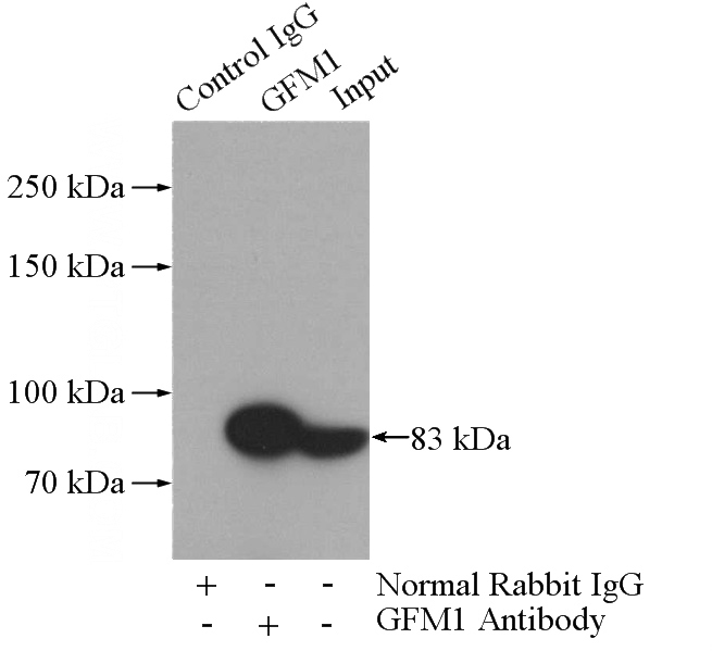 IP Result of anti-GFM1 (IP:Catalog No:110947, 4ug; Detection:Catalog No:110947 1:1000) with HeLa cells lysate 1200ug.