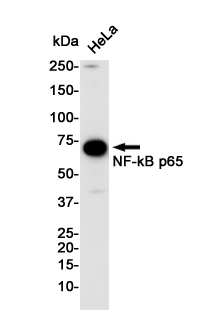 Western blot detection of NF-kB p65 in Hela cell lysates using NF-kB p65 Rabbit pAb(1:1000 diluted).Predicted band size:60KDa.Observed band size:65KDa.