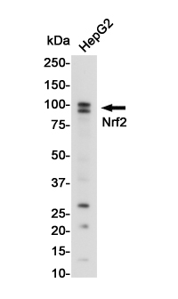 Western blot detection of Nrf2 in HepG2 cell lysates using Nrf2 Rabbit pAb(1:1000 diluted).Predicted band size:68KDa.Observed band size:100KDa.