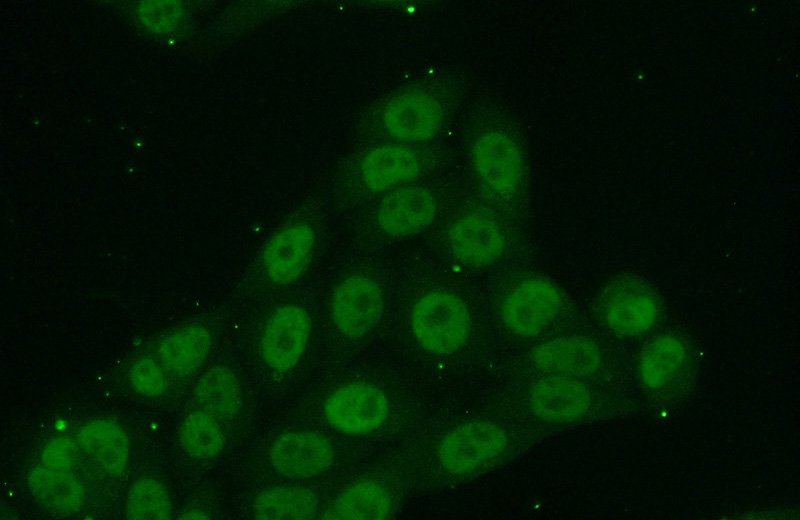 Immunofluorescent analysis of (10% Formaldehyde) fixed HeLa cells using Catalog No:113002(MYSM1-Specific Antibody) at dilution of 1:50 and Alexa Fluor 488-congugated AffiniPure Goat Anti-Rabbit IgG(H+L)