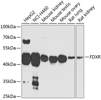 Western blot - FDXR Polyclonal Antibody 