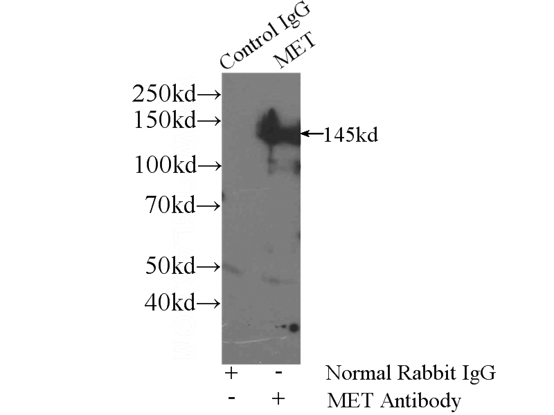 IP Result of anti-MET (IP:Catalog No:112513, 5ug; Detection:Catalog No:112513 1:300) with HeLa cells lysate 1600ug.