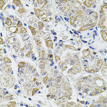 Immunohistochemistry - CASP12 Polyclonal Antibody 