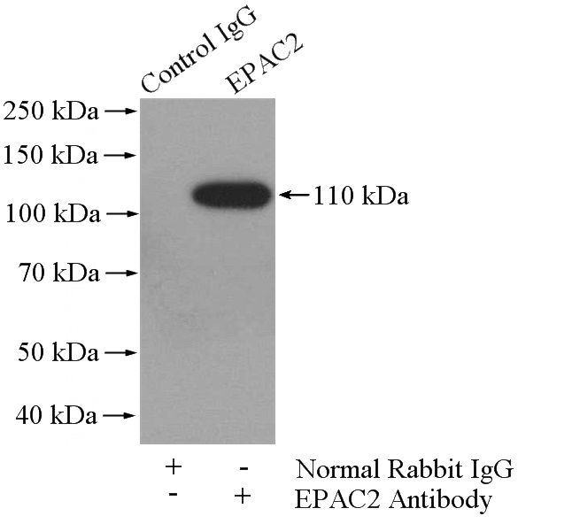 IP Result of anti-RAPGEF4 (IP:Catalog No:110341, 4ug; Detection:Catalog No:110341 1:600) with mouse brain tissue lysate 2560ug.