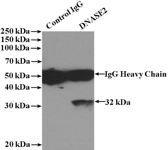 IP Result of anti-DNASE2 (IP:Catalog No:109960, 4ug; Detection:Catalog No:109960 1:300) with HeLa cells lysate 3200ug.