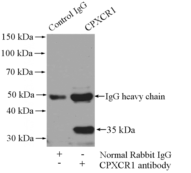 IP Result of anti-CPXCR1 (IP:Catalog No:109534, 4ug; Detection:Catalog No:109534 1:300) with mouse skeletal muscle tissue lysate 3600ug.