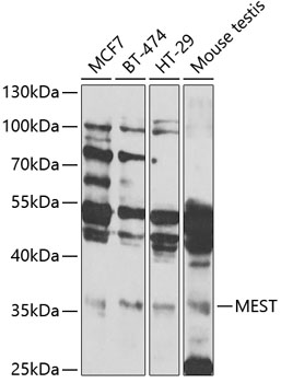 Western blot - MEST Polyclonal Antibody 