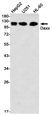 Western blot detection of Daxx in HepG2,U251,HL-60 using Daxx Rabbit mAb(1:1000 diluted)
