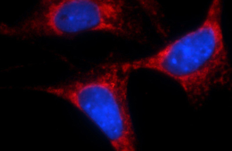 Immunofluorescent analysis of NIH/3T3 cells using Catalog No:117105(Bcl-xL Antibody) at dilution of 1:25 and Rhodamine-Goat anti-Rabbit IgG