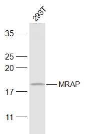 Fig1: Sample:; 293T(Human) Cell Lysate at 30 ug; Primary: Anti-MRAP at 1/300 dilution; Secondary: IRDye800CW Goat Anti-Rabbit IgG at 1/20000 dilution; Predicted band size: 19 kD; Observed band size: 19 kD