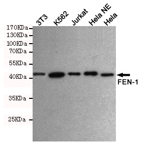 Western blot detection of FEN-1 in Hela,Hela NE,Jurkat,K562 and 3T3 cell lysates using FEN-1 mouse mAb (1:1000 diluted).Predicted band size:45KDa.Observed band size:45KDa.