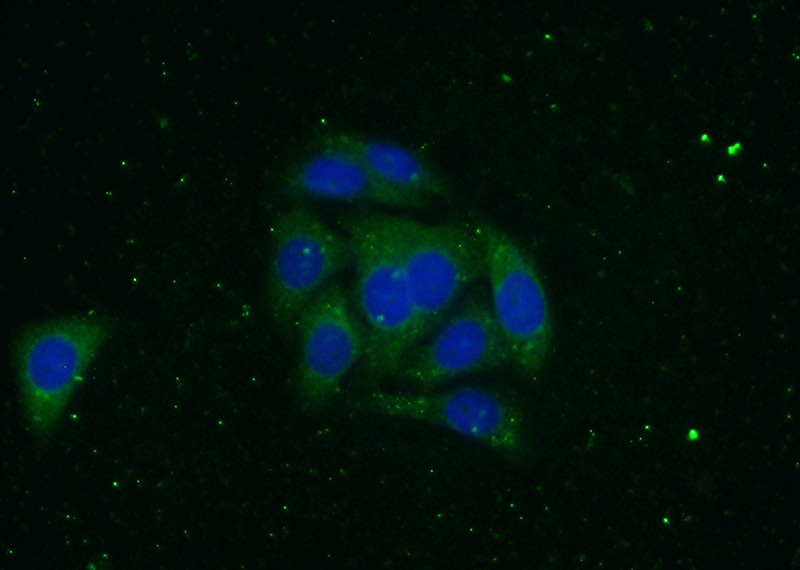 Immunofluorescent analysis of (-20oc Ethanol) fixed HepG2 cells using Catalog No:107877(A2M Antibody) at dilution of 1:100 and Alexa Fluor 488-congugated AffiniPure Goat Anti-Rabbit IgG(H+L)