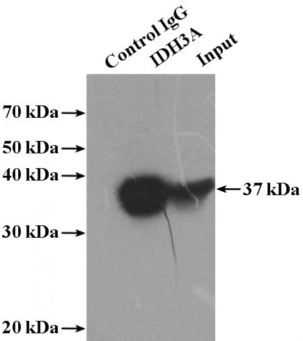 IP Result of anti-IDH3A (IP:Catalog No:111605, 4ug; Detection:Catalog No:111605 1:1000) with HepG2 cells lysate 2400ug.