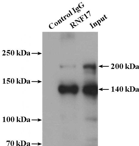IP Result of anti-RNF17 (IP:Catalog No:114747, 4ug; Detection:Catalog No:114747 1:600) with mouse testis tissue lysate 4000ug.