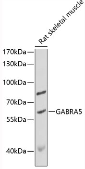 Western blot - GABRA5 Polyclonal Antibody 