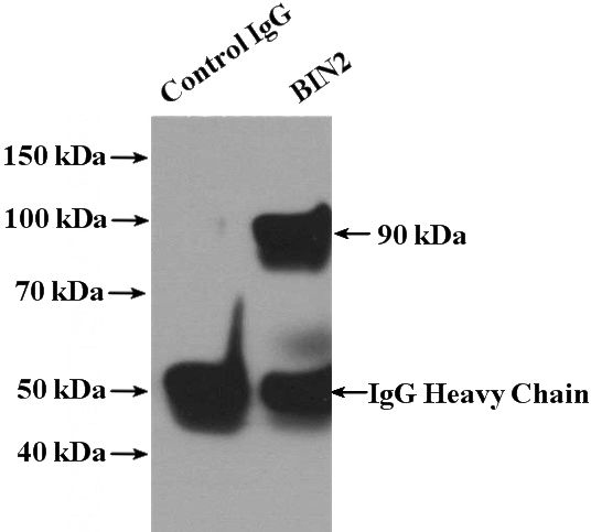 IP Result of anti-BIN2 (IP:Catalog No:117147, 4ug; Detection:Catalog No:117147 1:400) with Jurkat cells lysate 2000ug.