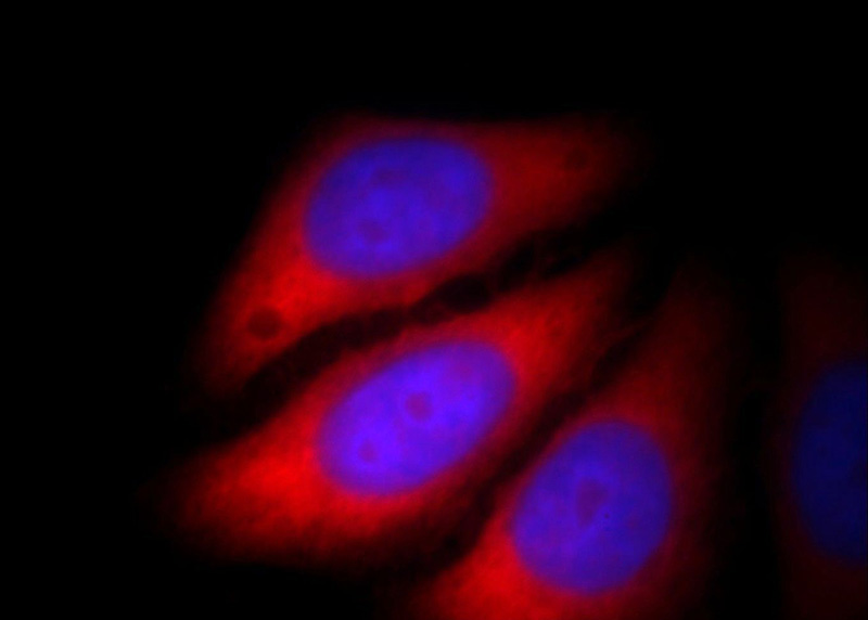 Immunofluorescent analysis of HepG2 cells, using CACYBP antibody Catalog No:108770 at 1:25 dilution and Rhodamine-labeled goat anti-rabbit IgG (red).Blue pseudocolor = DAPI (fluorescent DNA dye).