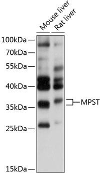 Western blot - MPST Polyclonal Antibody 