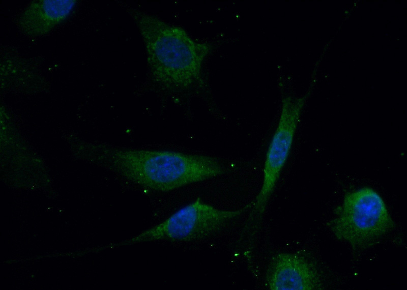 Immunofluorescent analysis of (10% Formaldehyde) fixed NIH/3T3 cells using Catalog No:117222(BRAF Antibody) at dilution of 1:50 and Alexa Fluor 488-congugated AffiniPure Goat Anti-Rabbit IgG(H+L)
